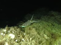 20230604-223624.webm