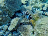 20230826_174558_325_1693067994342_slowmotion.s.webm