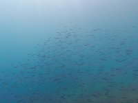 20230827_135756_342_1693141764793_slowmotion.s.webm