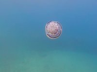 20240825_151201.webm